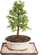 Brussel bonsai live for sale  Denver