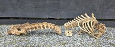 Sheep vertebrae spine for sale  PLYMOUTH