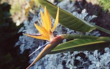 Bird paradise color for sale  Los Angeles