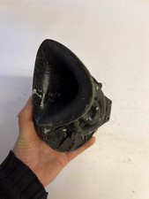 Clear hooter snail for sale  BANGOR