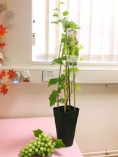 Grape vine outdoor for sale  BIRMINGHAM