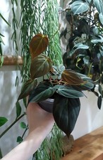 Philodendron micans velvet for sale  ALFRETON