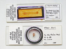 Par de lâminas de microscópio ERNIE IVES, FORMIGA DE MADEIRA INTEIRA E CENTOPEIA comprar usado  Enviando para Brazil