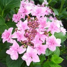 Hydrangea doppio rosa for sale  BALLYMENA
