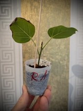 Ficus rumphii pflanze gebraucht kaufen  Kassel