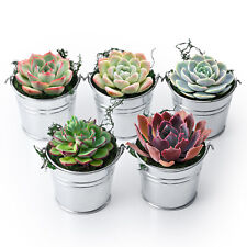 Mini iron buckets for sale  Fallbrook