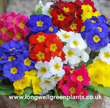 Polyanthus scented garden for sale  BRISTOL