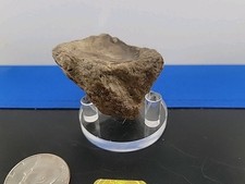 mammoth tusk for sale  Belleville