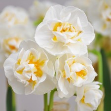 Narcissi cheerfulness daffodil for sale  SALISBURY