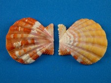 Pecten langfordi sunrise for sale  Kapolei