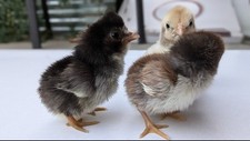 Serama eggs bantam for sale  Grain Valley