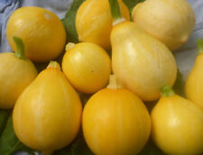 Squash summer lemon for sale  SALISBURY