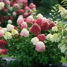 Hydrangea little lime for sale  Jasper