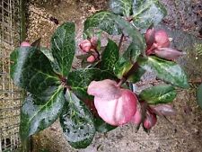 Hellebore frostkiss penny for sale  BURY