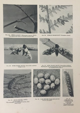 Antique 1931 print for sale  TORRINGTON