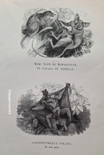 Gravures 1842 animaux d'occasion  Lunéville