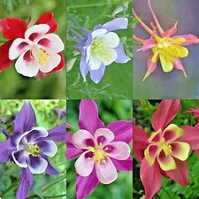 201 columbine mix for sale  Wichita