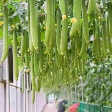 Hybrid smooth luffa for sale  Edison