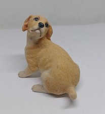 Labrador golden retriever for sale  LEICESTER