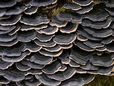Wild turkey tail for sale  HYDE