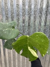 Large rare monstera for sale  Homestead