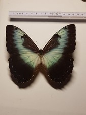 Morpho cisseis blau gebraucht kaufen  Halle
