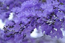 One jacaranda mimosifolia for sale  Kingsburg