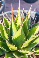 Large rare agave for sale  Las Vegas