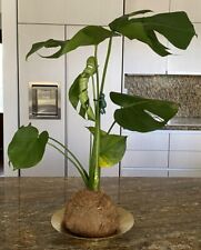 Monstera deliciosa kokedama for sale  Miami