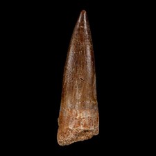 1.9 plesiosaur zarafasaura for sale  Post Falls