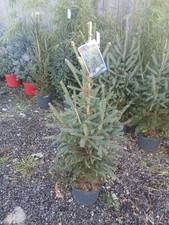 Picea super green for sale  EGHAM