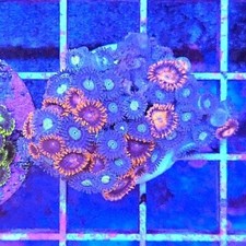 Mix zoanthid frag for sale  BIRMINGHAM