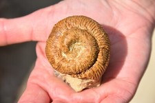 Ammonite déroulée nostoceras d'occasion  Pont-à-Mousson