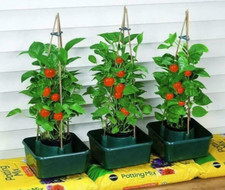 Stck tomatenpflanze bewässeru gebraucht kaufen  Versand nach Germany