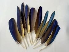 Pack parrot macaw for sale  COLCHESTER