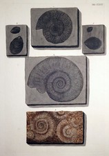 Radierung fossilien georg gebraucht kaufen  Bremen