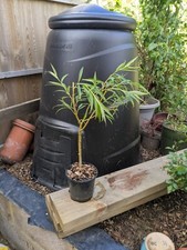 2ft bonsai weeping for sale  BRACKNELL
