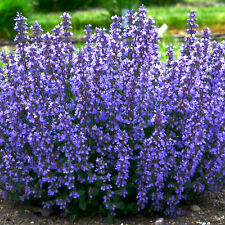 Nepeta cats pajamas for sale  UK