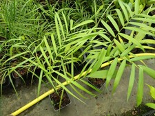 Chamaedorea seifrizii pot for sale  HOLT