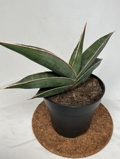 Sansevieria silver almond for sale  LONDON