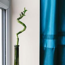 Lucky bamboo 45cm for sale  BOLTON