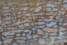 Osso de dinossauro agatizado cinza azul, Utah, EX coleção Shirley, 200 gramas comprar usado  Enviando para Brazil