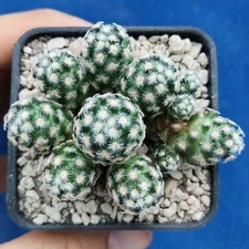 Mammillaria saboae lau usato  Tramonti