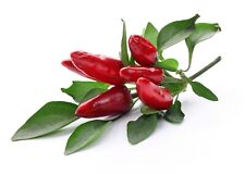 Chilli peppers plants for sale  BANBURY
