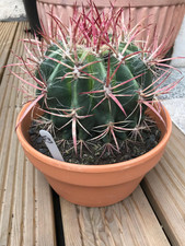 Large ferocactus cactus for sale  COLWYN BAY