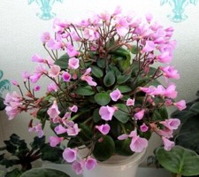 Usambaraveilchen jungpflanze f gebraucht kaufen  Grafenau