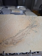 Fisch fossilien solnhofen gebraucht kaufen  Xanten