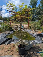 Japanese maple purple for sale  Woodleaf