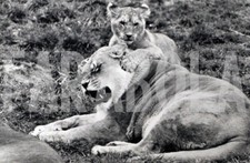 Vintage animali leoni usato  Roma