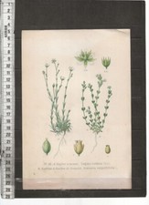 G886 gravure sagine d'occasion  Amiens-